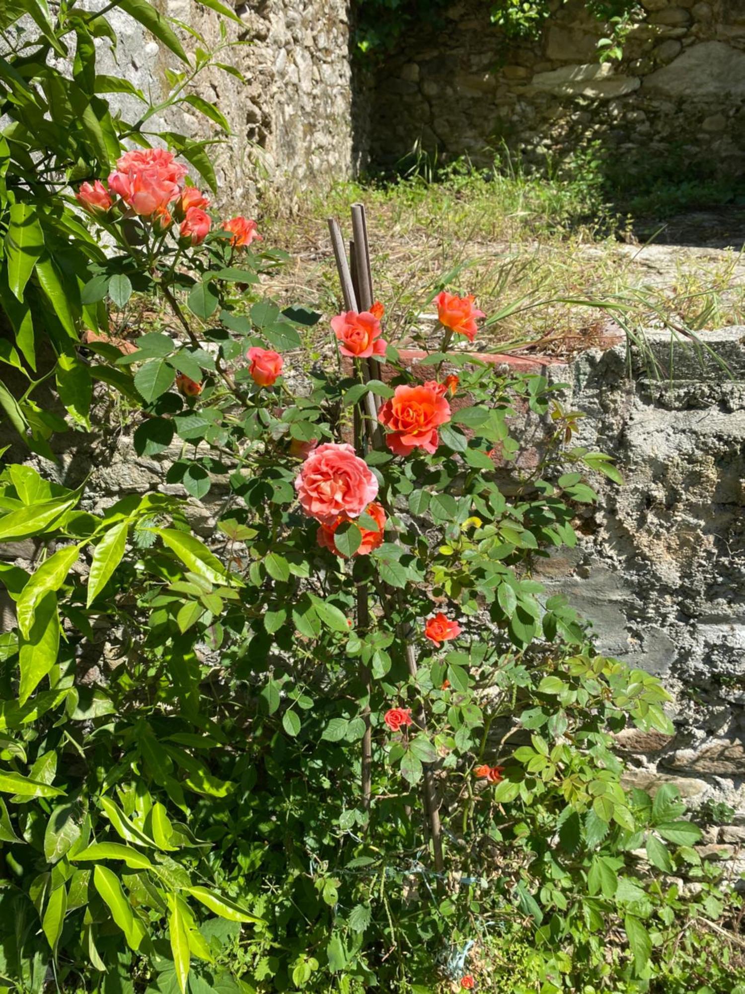 Dolce Vita In Tuscany Cottage Capannori Eksteriør bilde